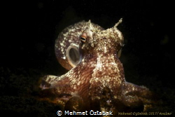 little octopus/ Anilao-Philippines by Mehmet Öztabak 